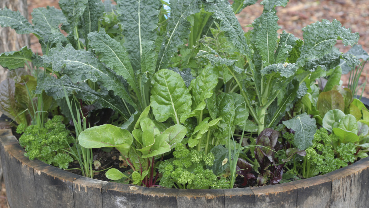Kale with leafy salad greens.